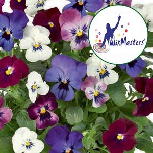 Bild von Viola P12 Klbl XXL Trio London